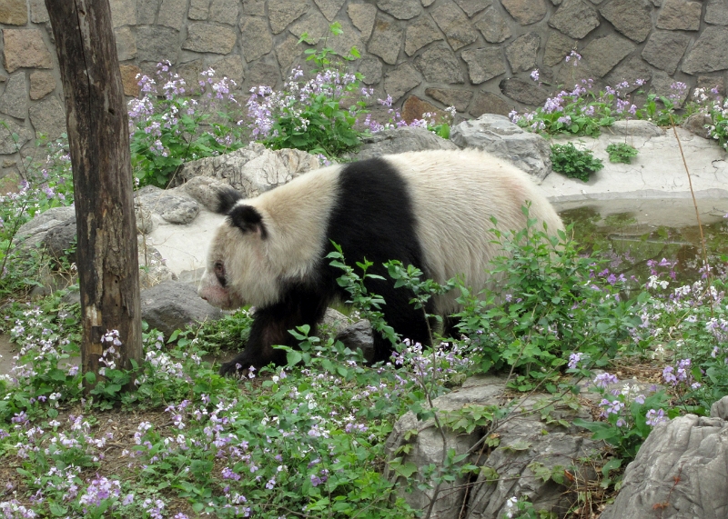 2012 China 077.jpg